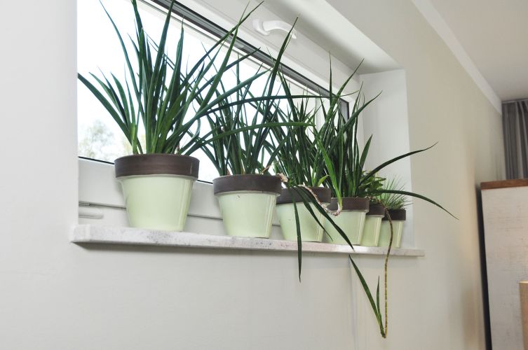 Ferienhaus Lieblingsplatz Wohnbereich Pflanzen